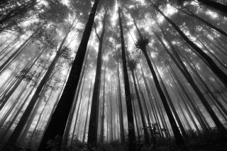 Mystic Forest - Obrázkek zdarma pro Sony Xperia Z