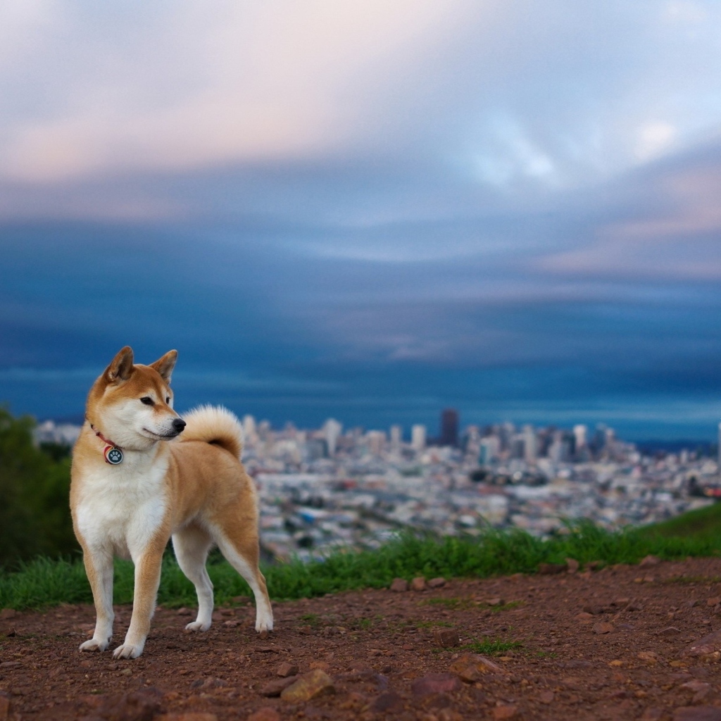 Dog And Cityscape wallpaper 1024x1024