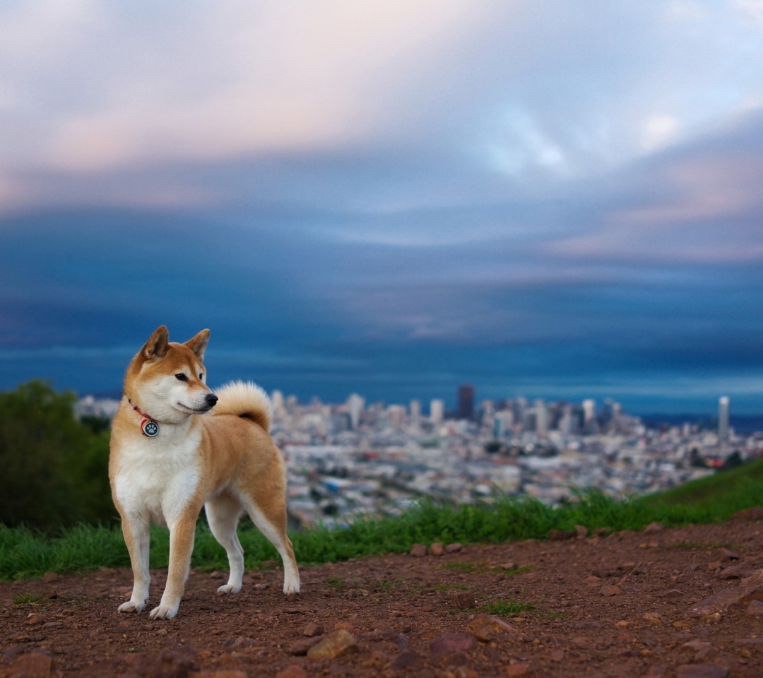 Das Dog And Cityscape Wallpaper 1080x960