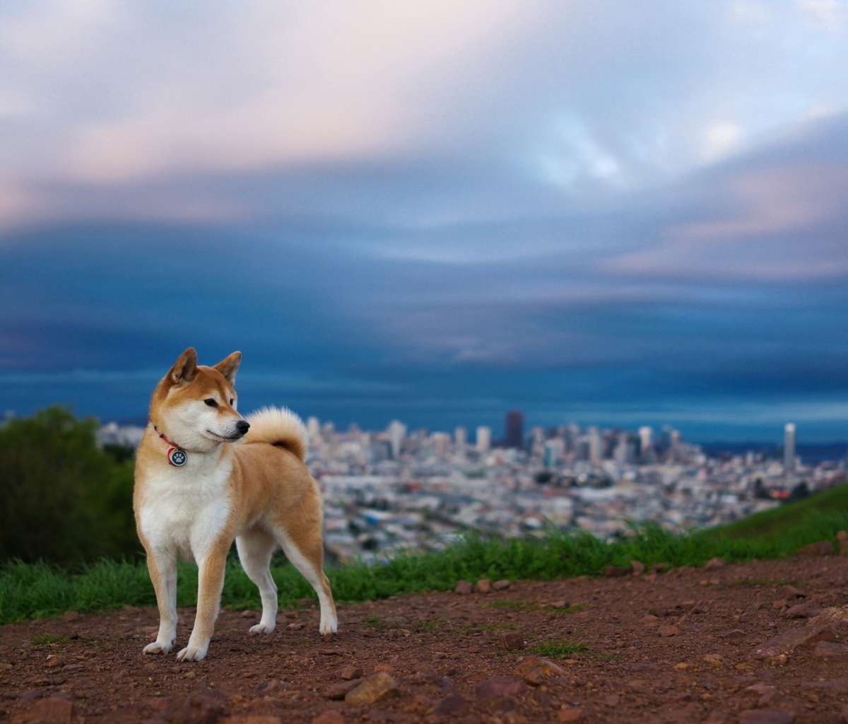 Dog And Cityscape wallpaper 1200x1024