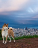 Dog And Cityscape wallpaper 128x160