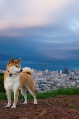 Dog And Cityscape wallpaper 320x480