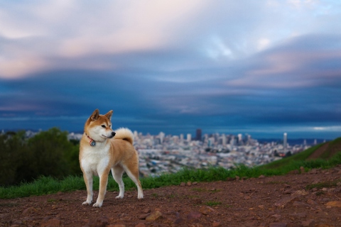 Dog And Cityscape wallpaper 480x320