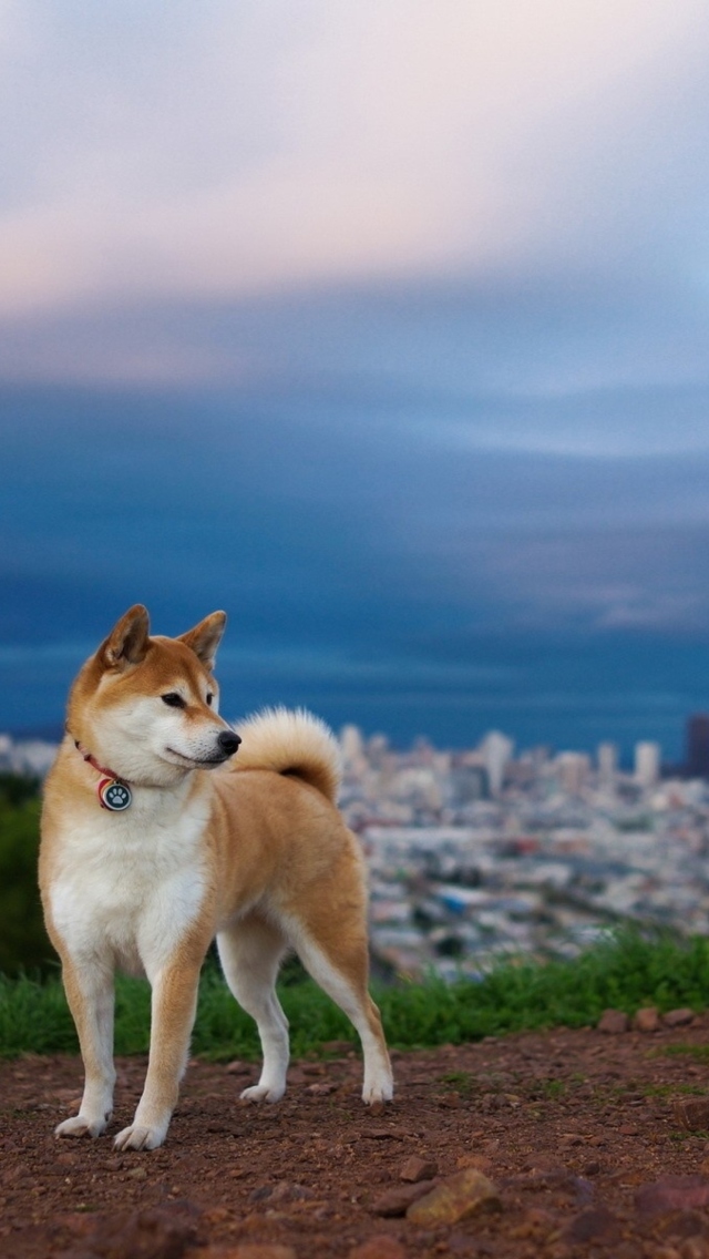 Dog And Cityscape wallpaper 640x1136