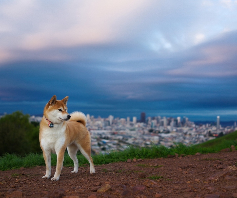 Dog And Cityscape wallpaper 960x800
