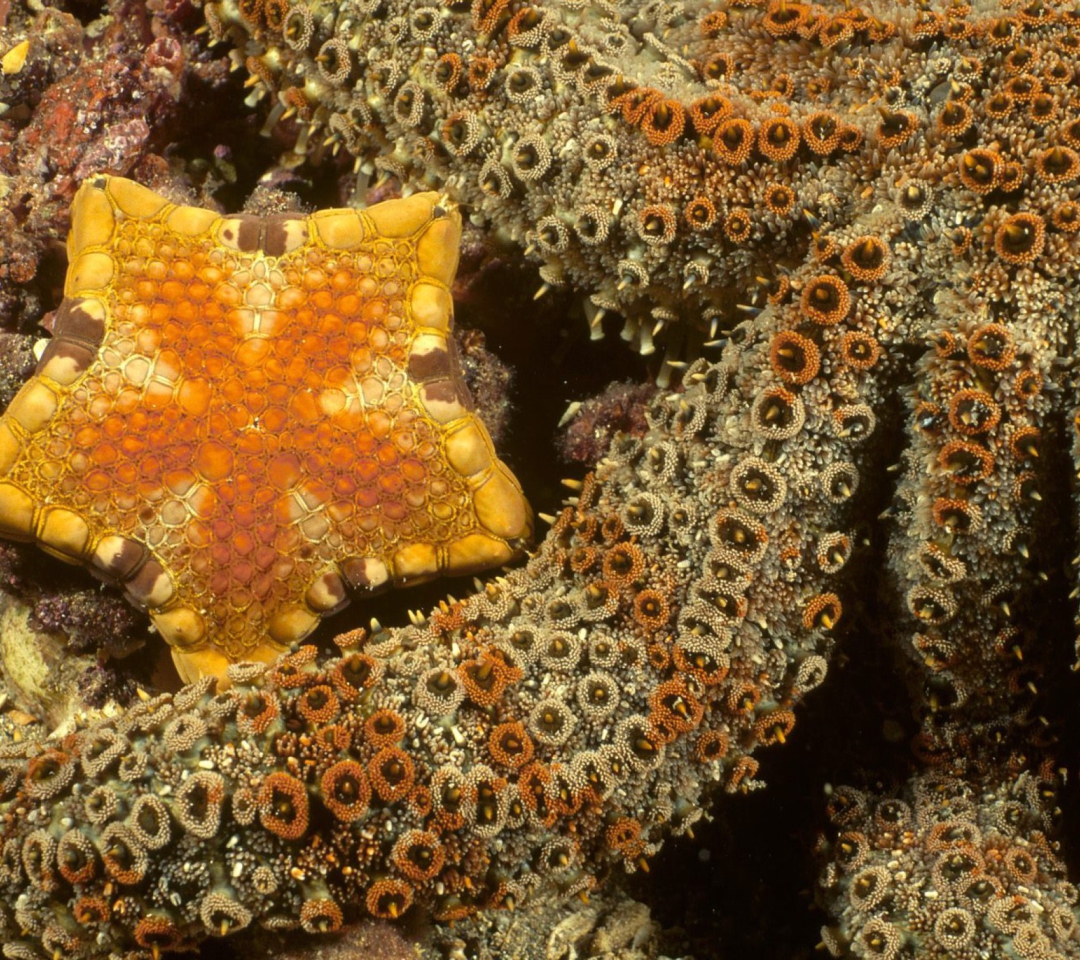 Sfondi Octopus In Ocean 1080x960
