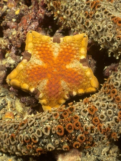 Das Octopus In Ocean Wallpaper 240x320
