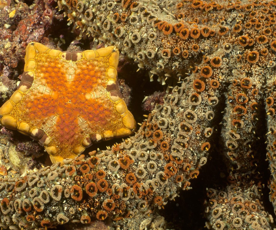 Sfondi Octopus In Ocean 960x800