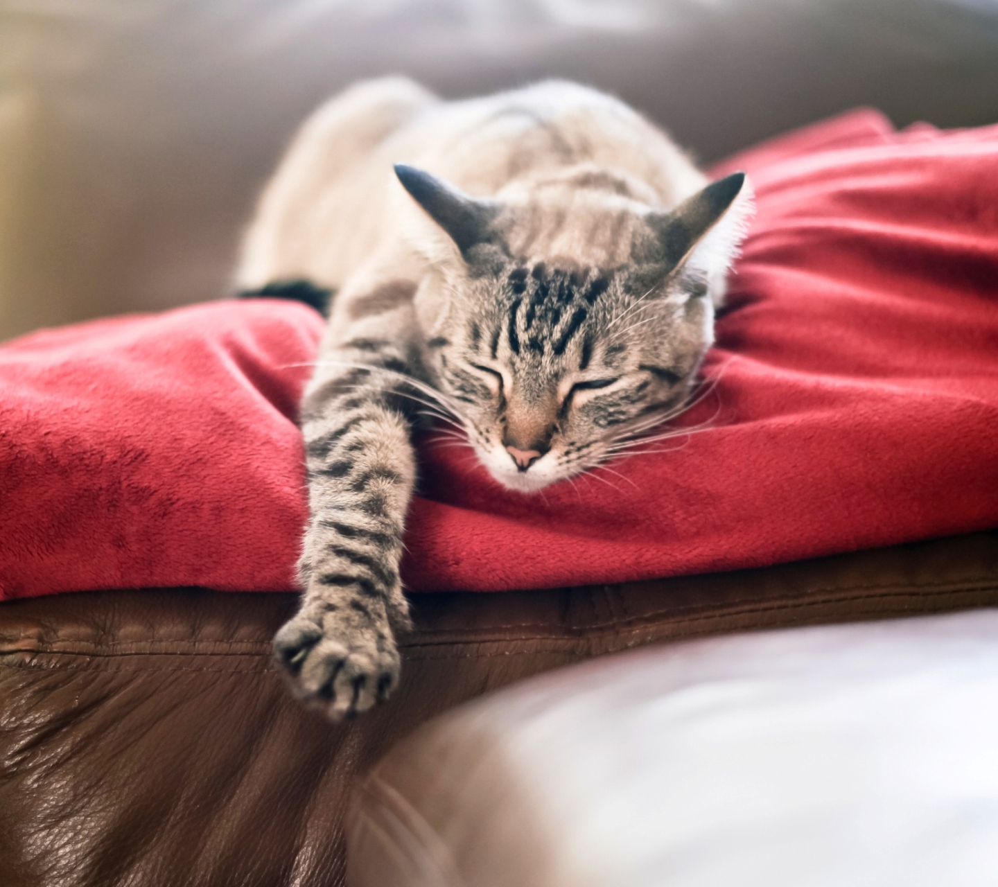 Обои Cat Sleeping On Red Plaid 1440x1280