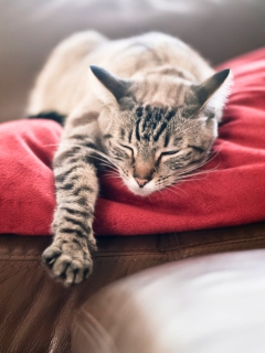 Das Cat Sleeping On Red Plaid Wallpaper 240x320