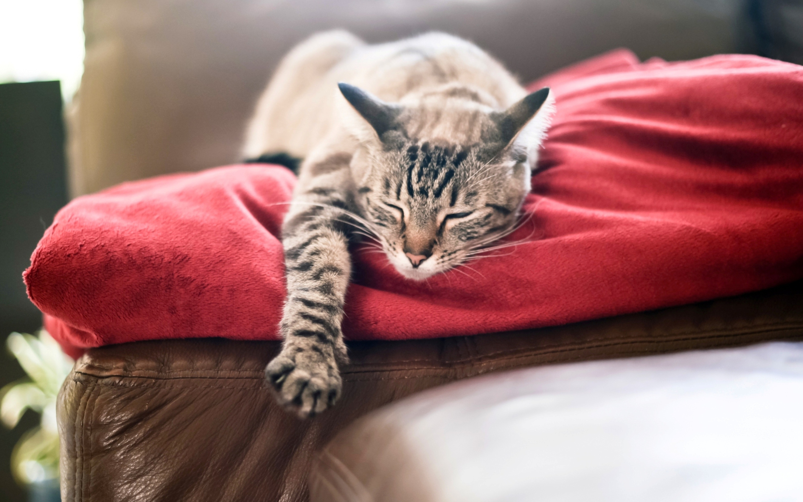 кошка сон одеяло без смс
