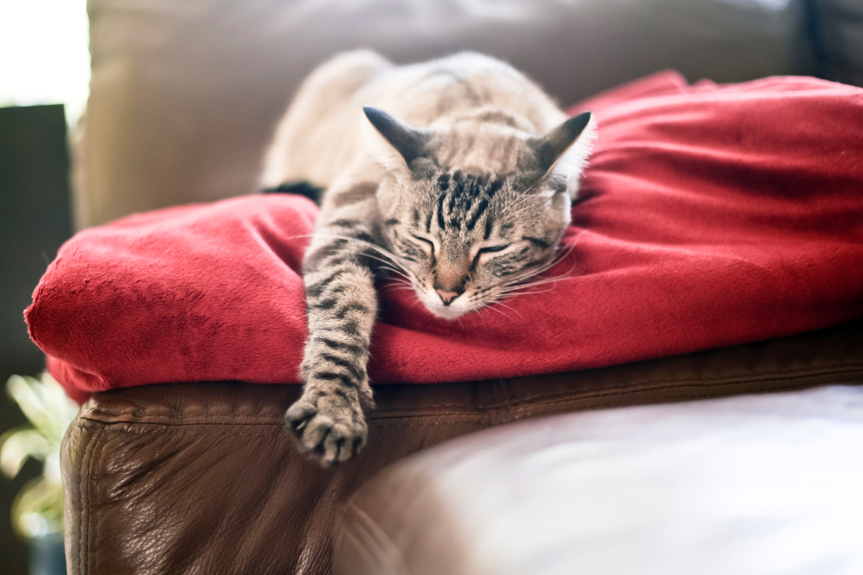 Включи видео cat nap. Кот на диване. Кот-подушка. Кот лежит на подушке. Диван кошка.