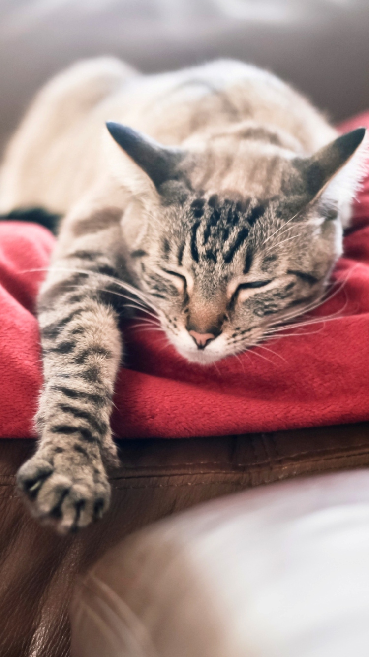 Fondo de pantalla Cat Sleeping On Red Plaid 750x1334
