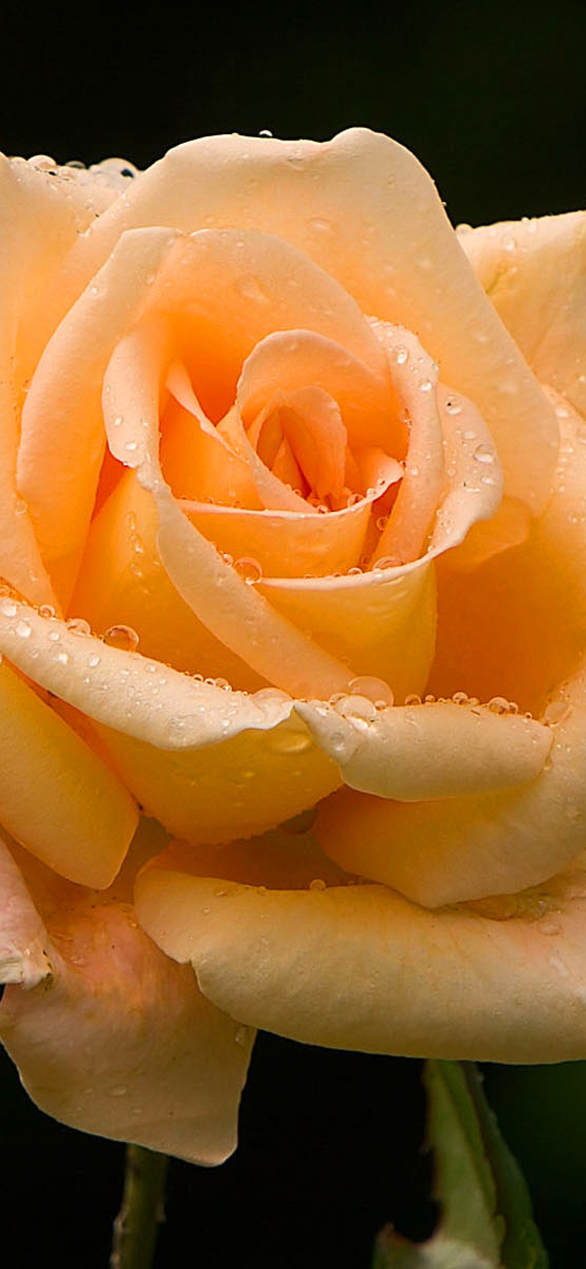 Das Close Up Macro Rose Photo Wallpaper 1170x2532