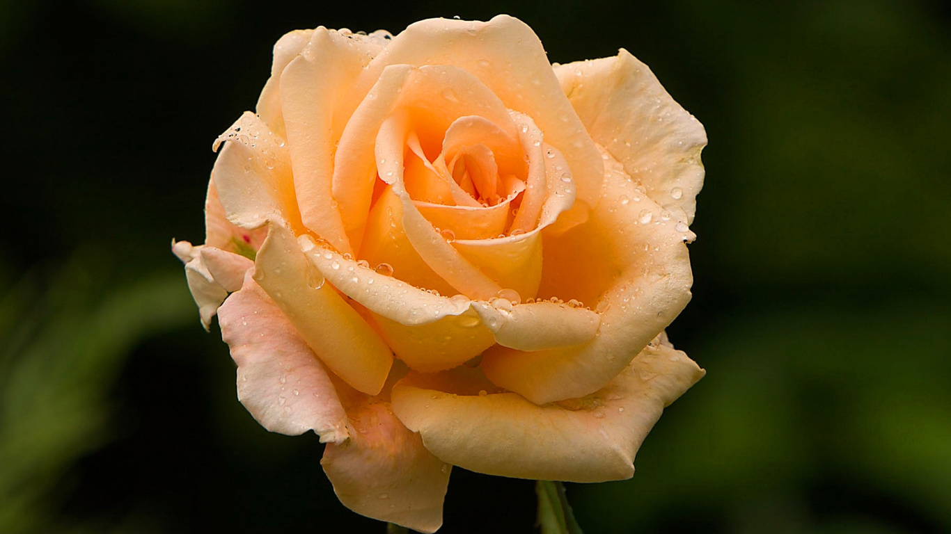 Close Up Macro Rose Photo screenshot #1 1366x768