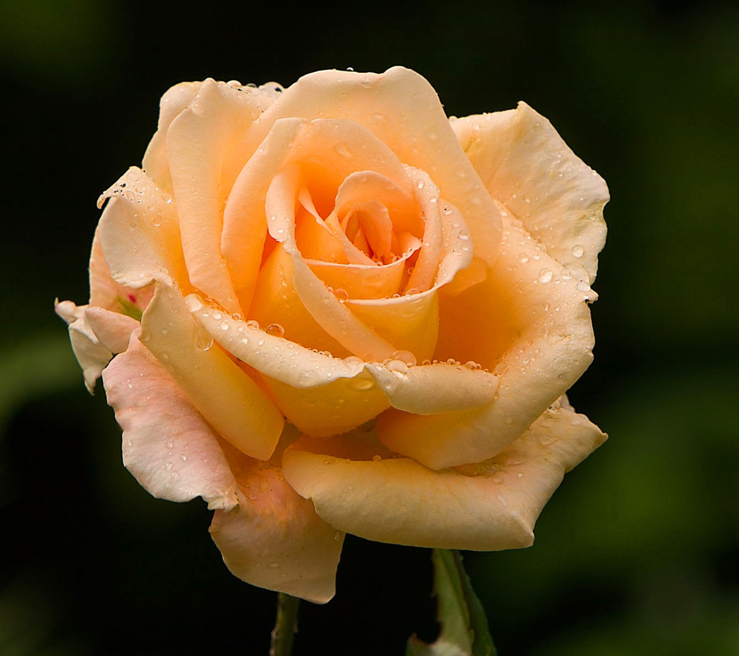 Sfondi Close Up Macro Rose Photo 1440x1280