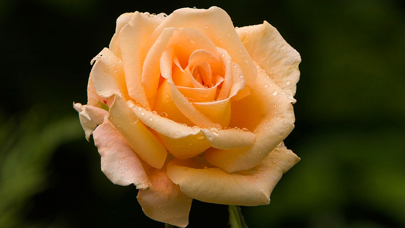Close Up Macro Rose Photo screenshot #1 1600x900