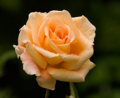 Обои Close Up Macro Rose Photo 176x144