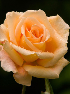 Sfondi Close Up Macro Rose Photo 240x320