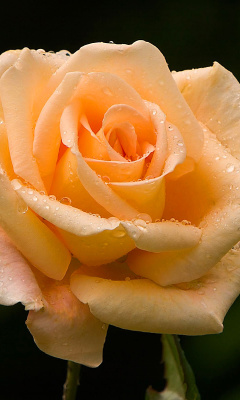Sfondi Close Up Macro Rose Photo 240x400