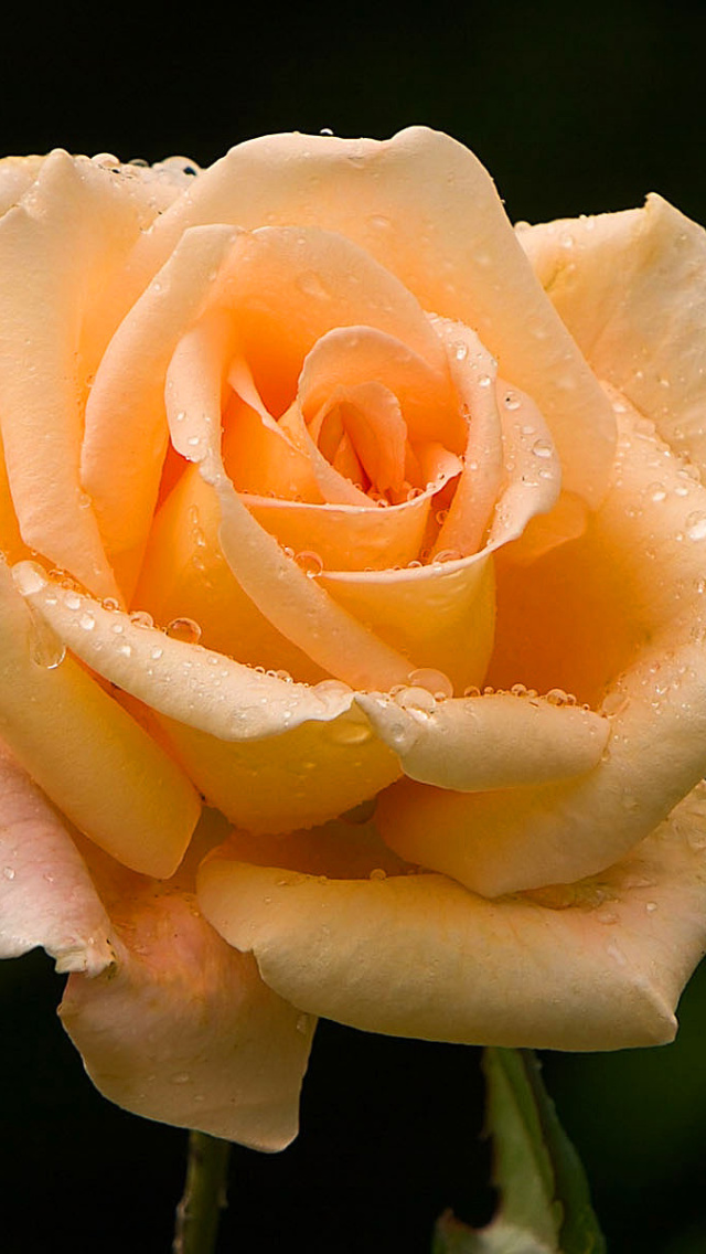 Sfondi Close Up Macro Rose Photo 640x1136
