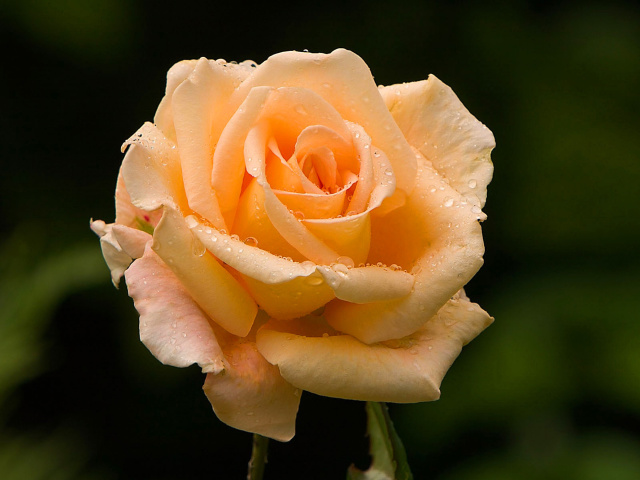 Das Close Up Macro Rose Photo Wallpaper 640x480