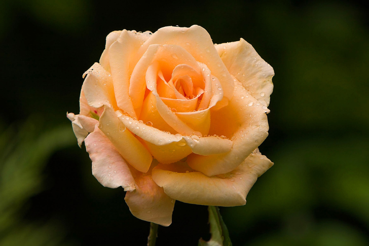 Sfondi Close Up Macro Rose Photo