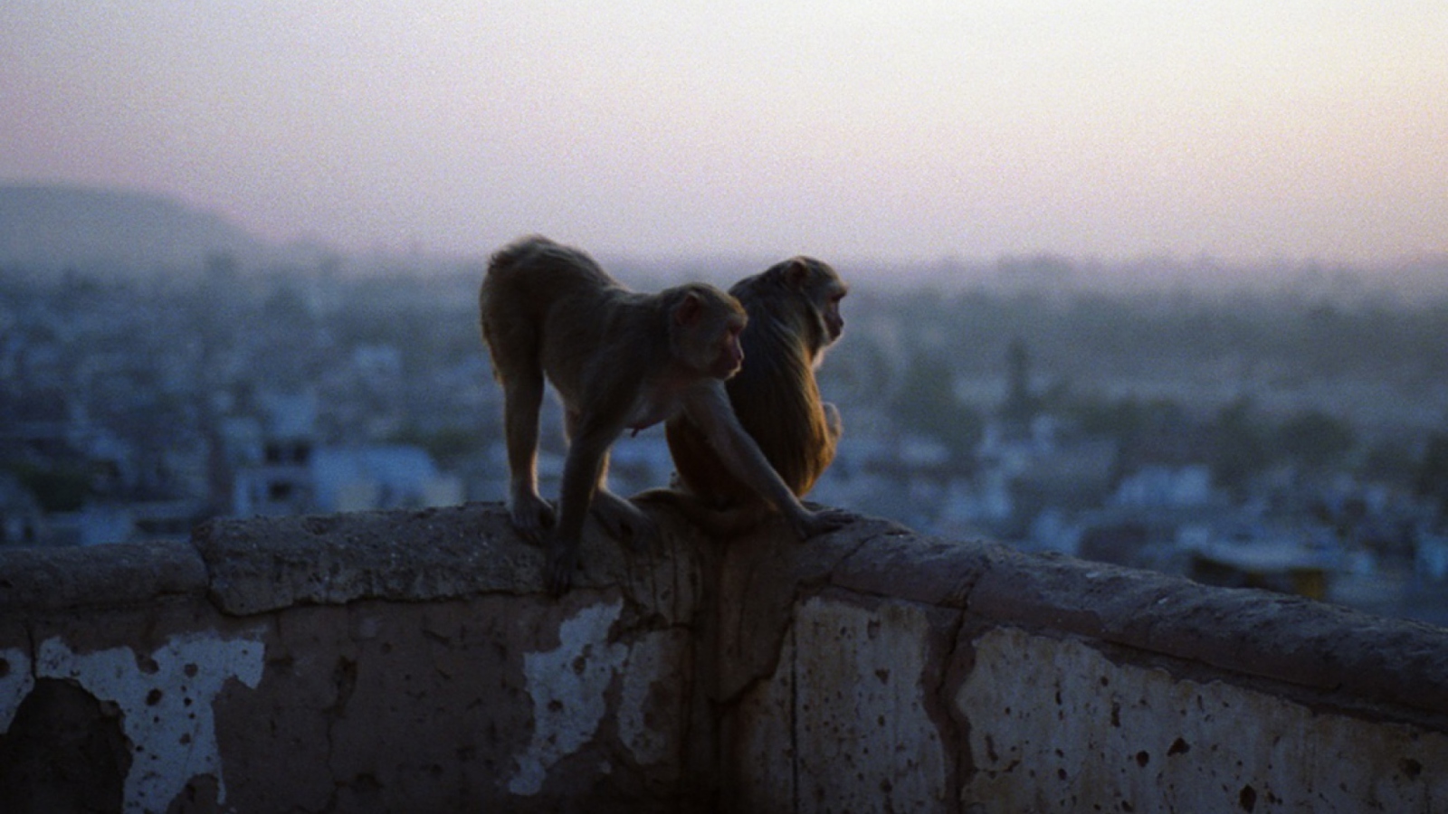 Fondo de pantalla Monkeys 1600x900