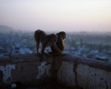Обои Monkeys 220x176