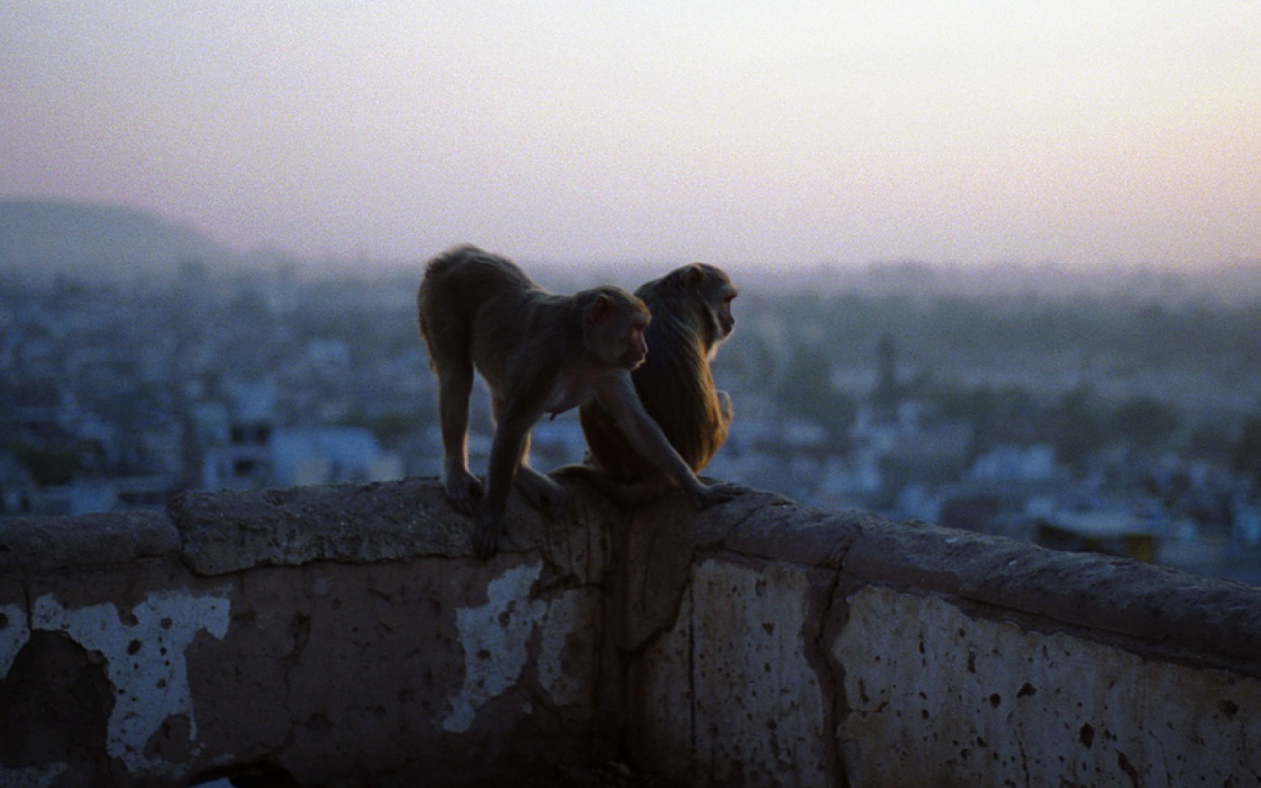 Fondo de pantalla Monkeys 2560x1600