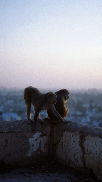 Monkeys screenshot #1 360x640