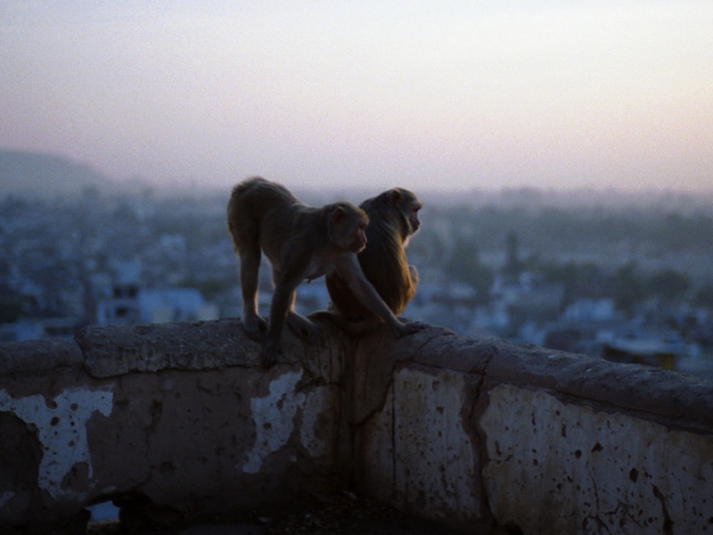 Monkeys wallpaper 800x600