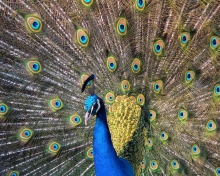 Beautiful Peacock wallpaper 220x176