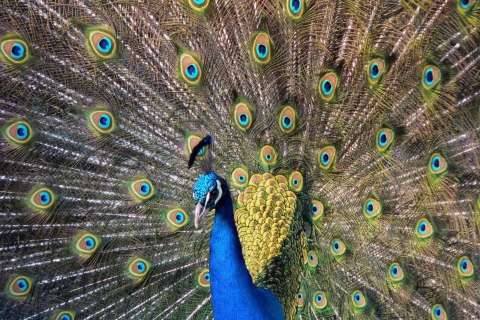 Обои Beautiful Peacock 480x320