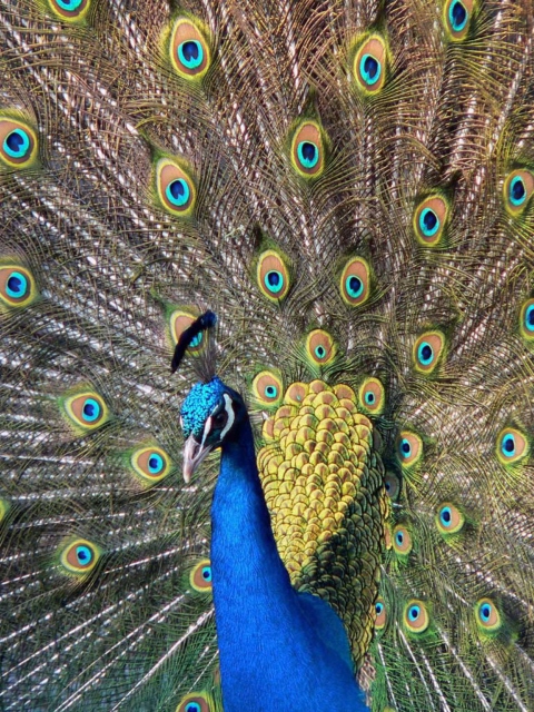 Das Beautiful Peacock Wallpaper 480x640