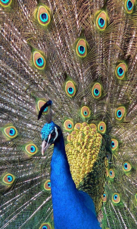 Fondo de pantalla Beautiful Peacock 480x800