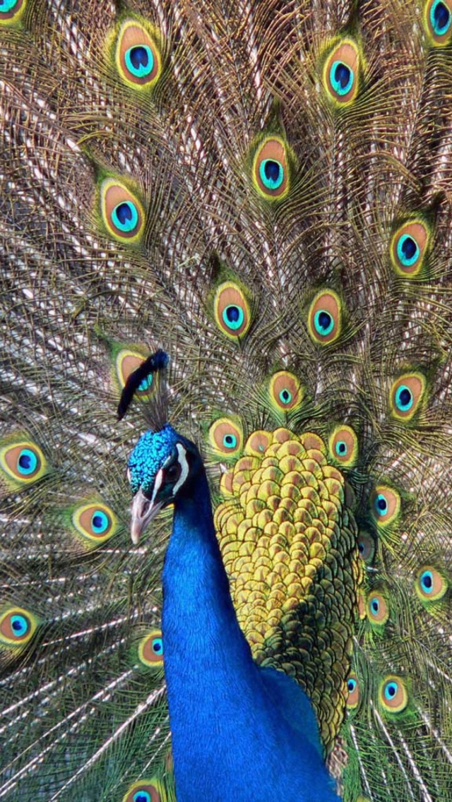 Das Beautiful Peacock Wallpaper 640x1136