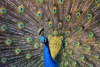 Beautiful Peacock Background for Android, iPhone and iPad