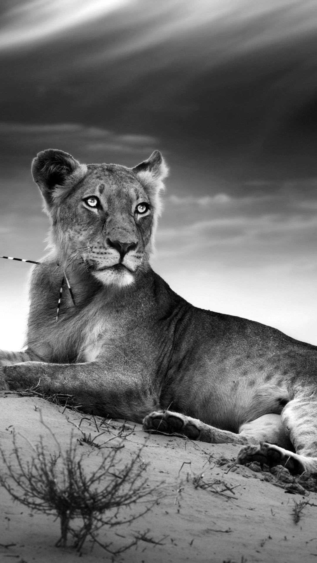 Lioness wallpaper 1080x1920