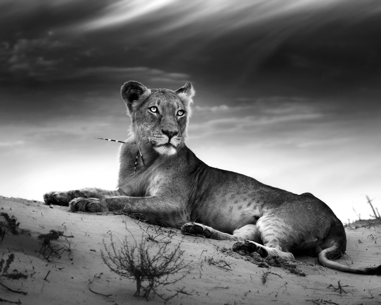 Lioness wallpaper 1600x1280