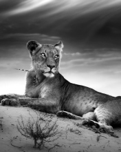 Обои Lioness 176x220