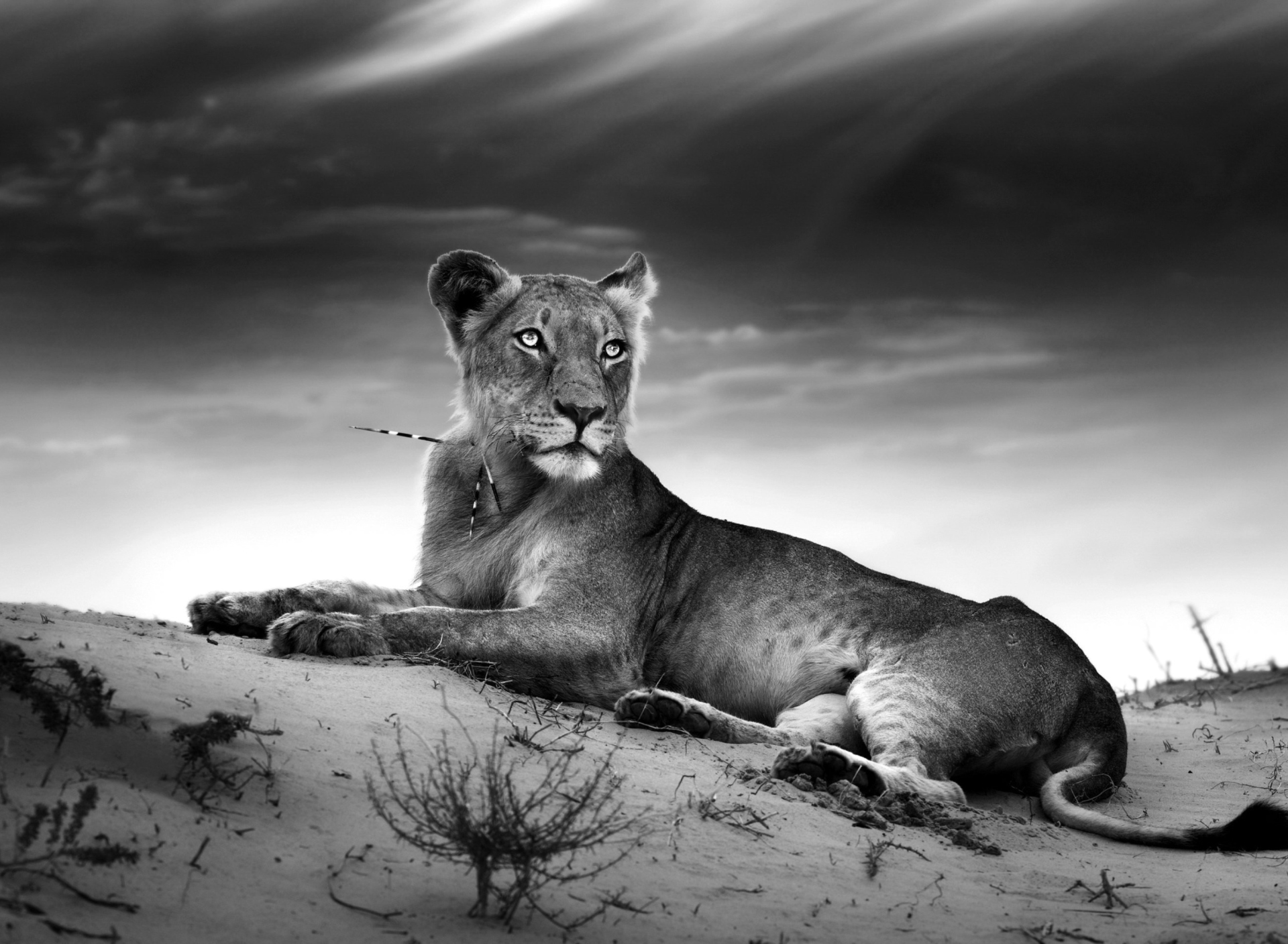 Lioness screenshot #1 1920x1408