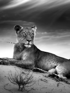 Fondo de pantalla Lioness 240x320