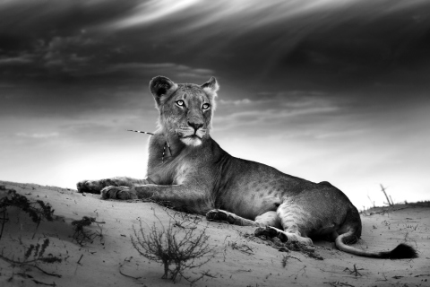 Lioness wallpaper 480x320
