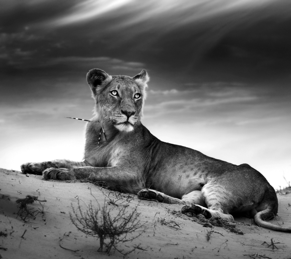 Lioness wallpaper 960x854