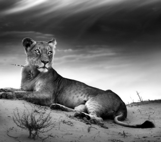 Lioness Wallpaper for iPad 3