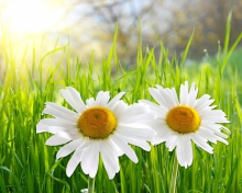 Fondo de pantalla Daisies 220x176