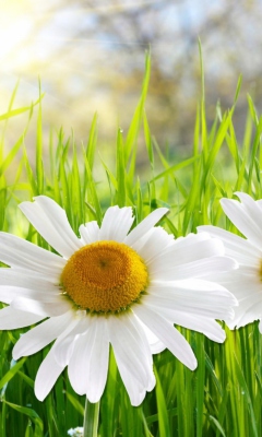 Das Daisies Wallpaper 240x400