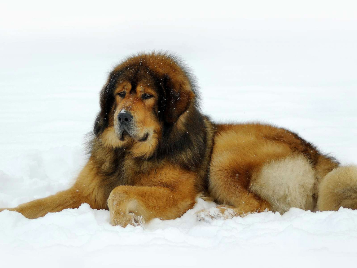Das Dog Tibetan Mastiff Wallpaper 1152x864