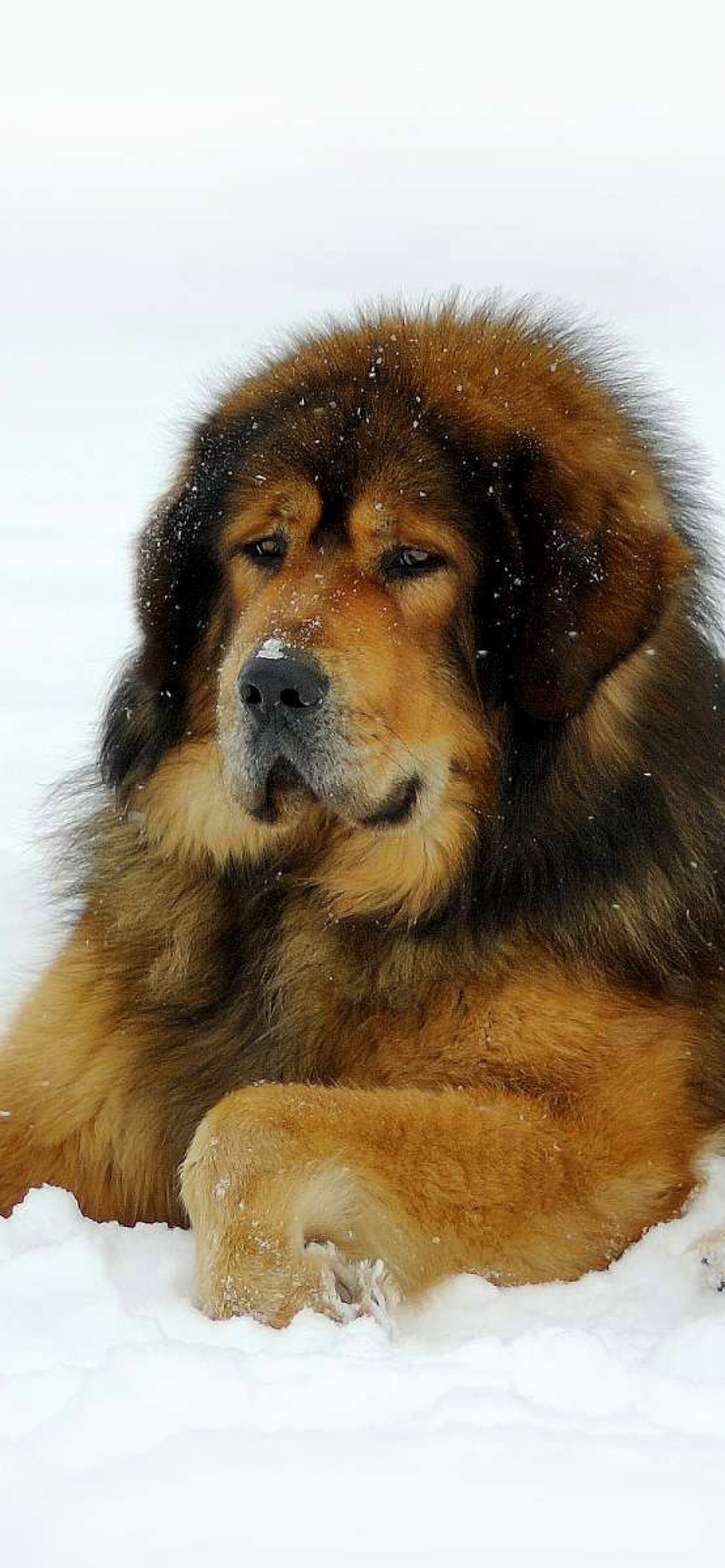 Screenshot №1 pro téma Dog Tibetan Mastiff 1170x2532